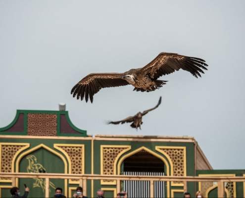 Finca los Pájaros - Casa Rural cerca de Puy du Fou