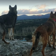 Finca los Pájaros - Casa Rural con Mascotas