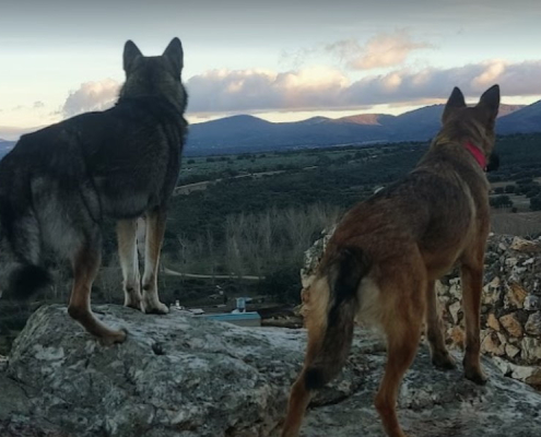 Finca los Pájaros - Casa Rural con Mascotas