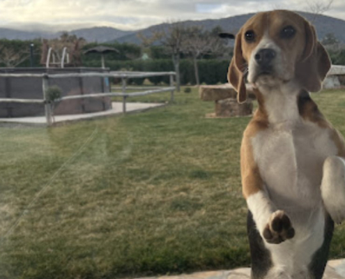 Finca los Pájaros - Casa Rural con Mascotas