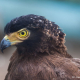 Águila Perdicera en los Montes de Toledo