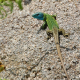 Lagarto Verdinegro en los Montes de Toledo