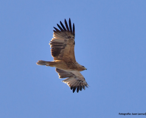 Águila Imperial en los Montes de Toledo