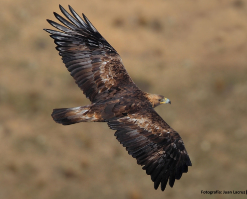 Aguila Real en los Montes de Toledo