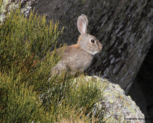 Conejo en los Montes de Toledo