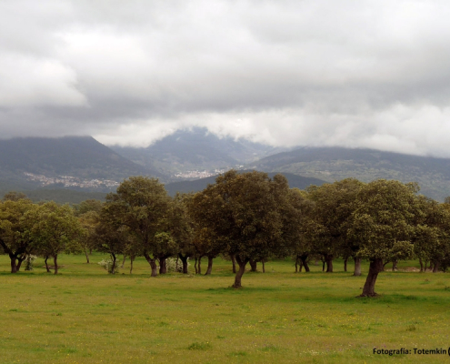 Encinas en los Montes de Toledo