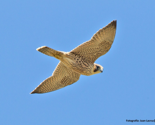 Halcón Peregrino en los Montes de Toledo