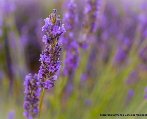 Lavanda en los Montes de Toledo